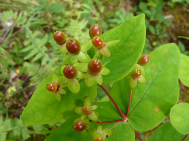 Fruits d'abord rouge orangés puis devenant noirs. Agrandir dans une nouvelle fenêtre (ou onglet)